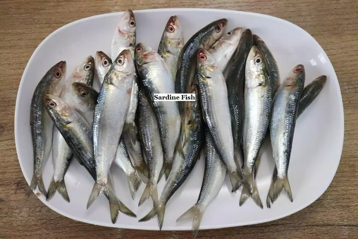 fresh sardines arranged on a plate.