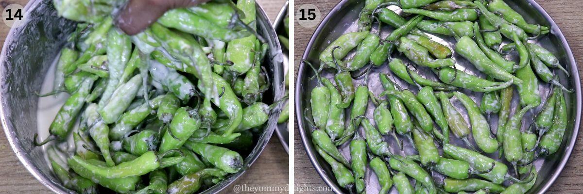collage image of 2 steps showing gently squeezing out the chilies from the curd mixture and placing them on a plate to make takka mirsang or mor milagai.