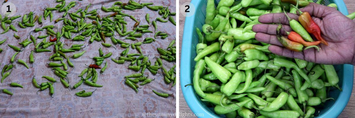 collage image of 2 steps showing preparing chillies for making curd chillies or dahi mirchi. It shows drying the rinsed green chilies and discarding red chilies.