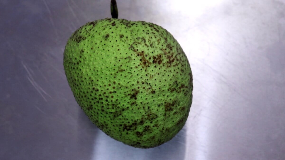 Breadfruit (Nirpanas) image.
